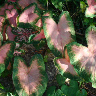 Leaves of garden plant in a shaded area